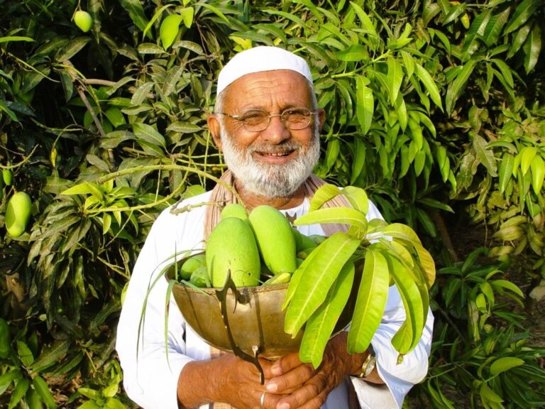 MANGO TREE | LUCKNOW | VIRAL TREE | SHRESHTH UTTAR PRADESH |