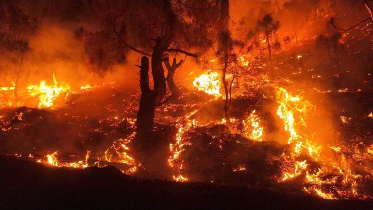 uttarakhand-forest-fire-four-forest-department-employees-burnt-to-death-in-fire-in-almora