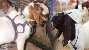 Bakrid | bakra mandi | Eid-ul-Azha | Shreshth uttar pradesh |