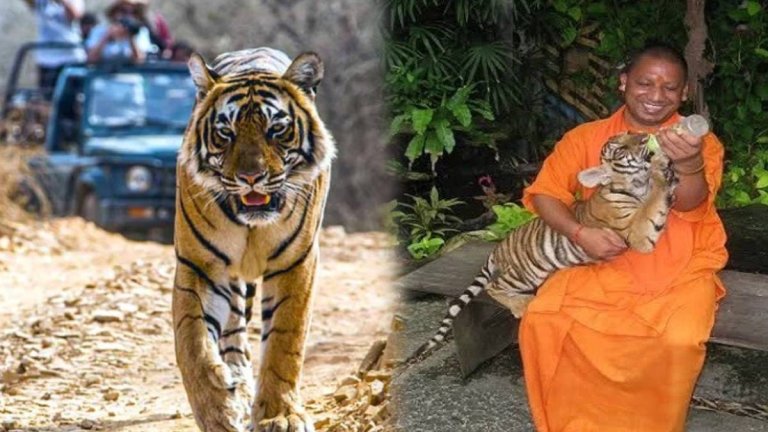 CM Yogi Adityanath | Ranipur Tiger Reserve |
