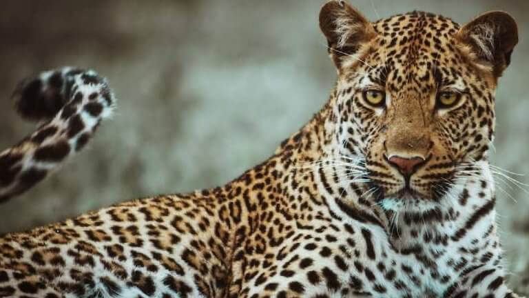 Dudhwa Tiger Reserve | leopard died due to cardiac shock | Shreshth uttar pradesh |