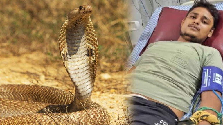 a young man has been bitten by a snake for the sixth time | Fatehpur News | Shresth uttar pradesh |