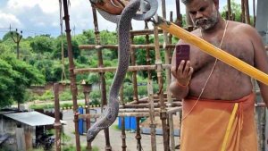 Fear spread among people after seeing serpent with its hood spread in Kedareshwar temple of Etawah