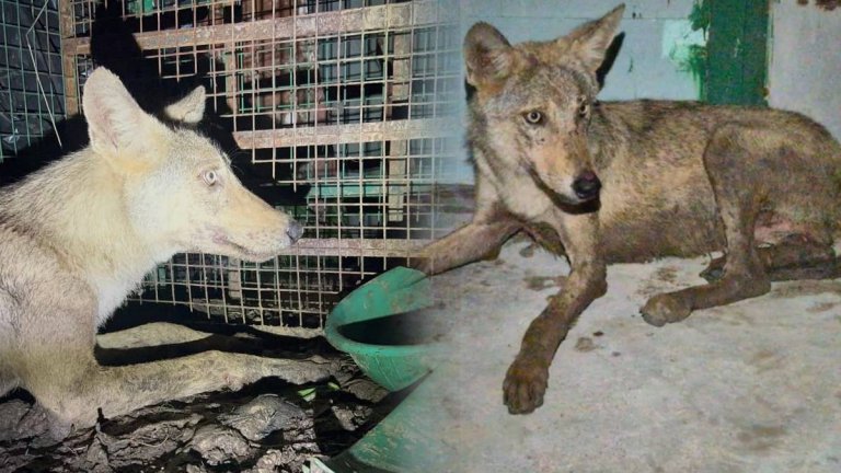 Bahraich | Wolf Terror In Bahraich | Shresth uttar Pradesh |