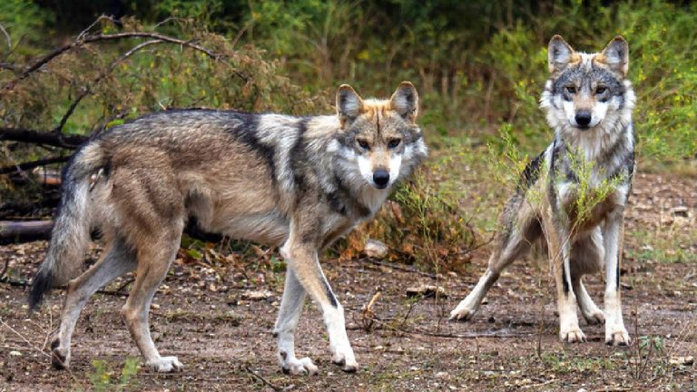 Wolf Terror In Bahraich | Shresth uttar Pradesh |