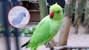 Ayodhya Man Printed Poster Missing Parrot