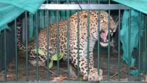 Man eating leopard imprisoned in cage had made 3 attacks in 4 days