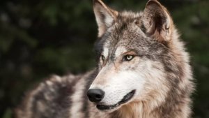 Bahraich Wolf Attacked on woman-in-kharighat-thana