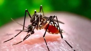 Dengue Patients Increased In Lucknow | Shresth uttar pradesh |