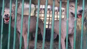 Bahraich | Fifth wolf caught in Bahraich | Shresth uttar Pradesh |