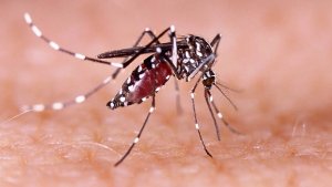 Dengue havoc in Lucknow 79 new cases Two died in 3 days