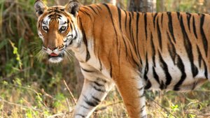 Pilibhit Man eating tiger caught had attacked many people