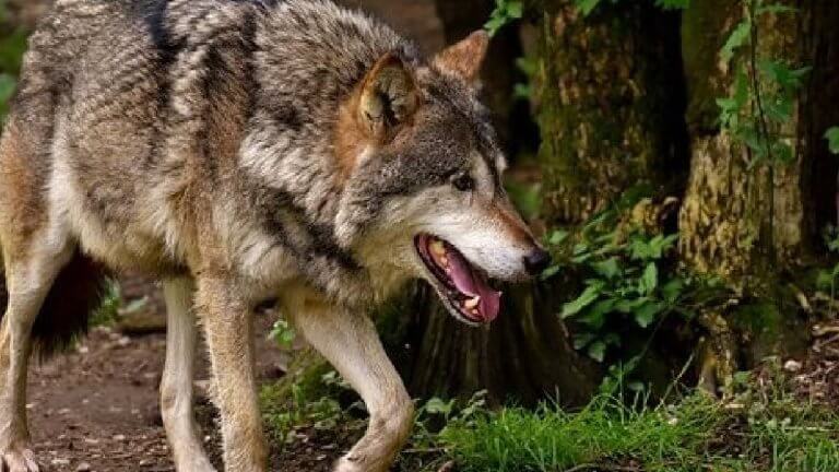 Wolf Attack In Bahraich | wolf terror In Bahraich | Shresth uttar Pradesh |