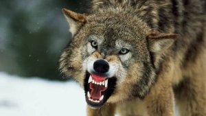 Wolf Attack In Bahraich | Shresth uttar Pradesh |