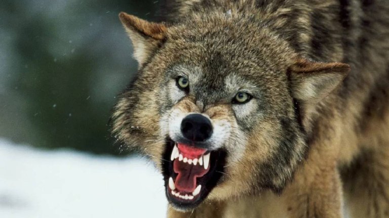 Wolf Attack In Bahraich | Wolf | Shresth uttar Pradesh |