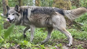 Wolf Attack In Bahraich | Shresth uttar Pradesh |