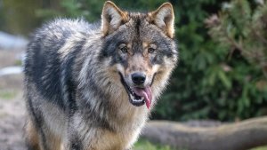 Wolf Attack In Bahraich | Shresth uttar Pradesh |