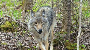 Wolf Attack In Bahraich | Shresth uttar Pradesh |