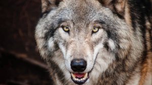 Wolf Attack In Bahraich | Shresth uttar Pradesh |